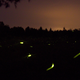 Illustration for article titled Shooting Challenge: Fireflies